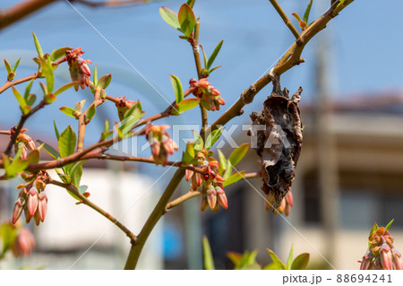 かわいらしいブルーベリーの花とにくたらしいミノムシ 88694241