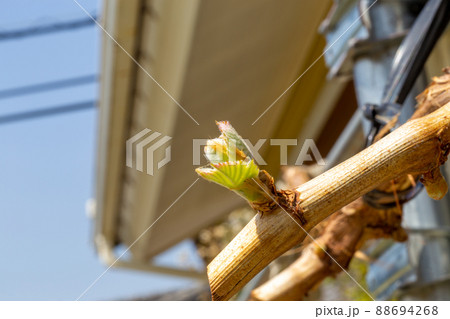 可愛らしいシャインマスカットの芽 88694268