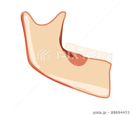 Mandible of Skeleton Human head side view with teeth. Skull lower jaw model with teeth row. Chump realistic flat natural Mandible of Skeleton Human head side view with teeth. Skull lower jaw model with teeth row. Chump realistic flat natural 88694455