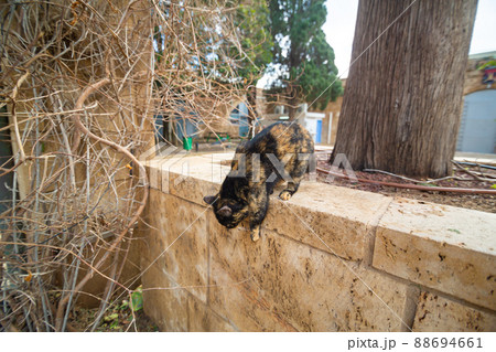A cat walks through the streets of an Israeli city A cat walks through the streets of an Israeli city 88694661