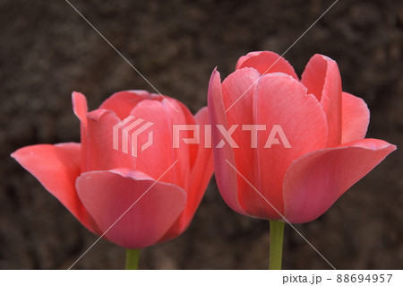 チューリップ 88694957