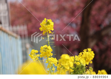 バックの桜などをぼかして黄色い花びらの花の咲く菜の花にピントを合わせて撮影した風景 バックの桜などをぼかして黄色い花びらの花の咲く菜の花にピントを合わせて撮影した風景 88694964