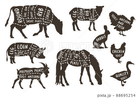 Illustrations for butcher shop. Cutting lines of different parts of domestic animals. Vector butcher animal part, meat diagram scheme rabbit and lamb, cattle EPS 88695254