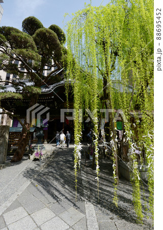 春の京都六角堂　本堂と六角柳　京都市中京区 88695452