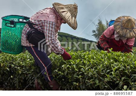 Gathering by hand oolong tea in Alishan mountain 88695587