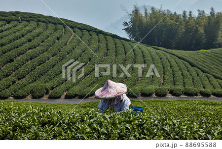 Gathering by hand oolong tea in Alishan mountain 88695588