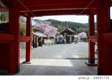 春の本圀寺　赤門から境内を望む　京都市山科区 88695726