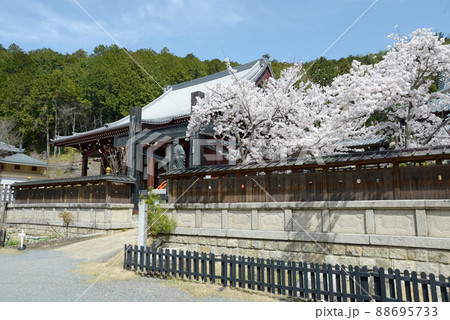 春の本圀寺 境内の桜 京都市山科区 春の本圀寺 境内の桜 京都市山科区 88695733