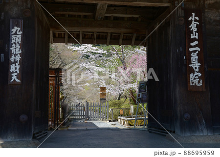 春の二尊院 総門から境内を望む 京都市右京区嵯峨 春の二尊院 総門から境内を望む 京都市右京区嵯峨 88695959