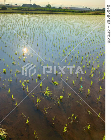 日本の農業 田植えの季節 Japanese agriculture rice planting se 日本の農業 田植えの季節 Japanese agriculture rice planting se 88696040