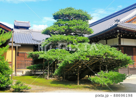 京都、金閣寺の陸舟の松 京都、金閣寺の陸舟の松 88696198