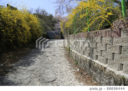 風景 壁 レンギョウ 88696444