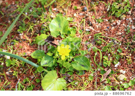ヒメリュウキンカの花 ヒメリュウキンカの花 88696762
