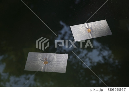 〈島根県〉八重垣神社 鏡ノ池 縁占い 〈島根県〉八重垣神社 鏡ノ池 縁占い 88696847