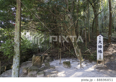 〈島根県〉八重垣神社　夫婦椿 88696851