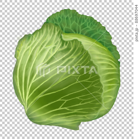 キャベツ-1 88697044