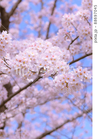 満開の桜・新生活イメージ 88697045