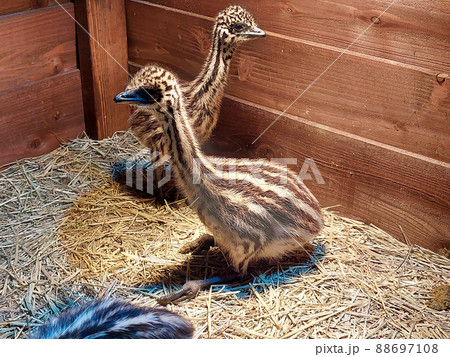 エミューの幼鳥 エミューの幼鳥 88697108