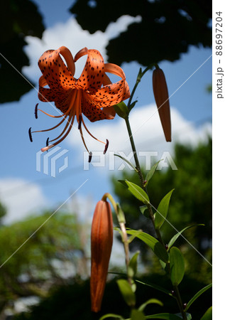 夏の花:オニユリ ユリ科の植物で、くるりと上に反り返った橙色の花びらと黒い斑点が特徴。 夏の花:オニユリ ユリ科の植物で、くるりと上に反り返った橙色の花びらと黒い斑点が特徴。 88697204