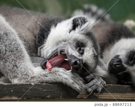 Sleeping pair of ring-tailed lemur or lemur catta. Grey fluffy animals have a nap on wooden plank. Sleeping pair of ring-tailed lemur or lemur catta. Grey fluffy animals have a nap on wooden plank. 88697213