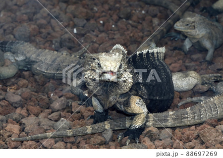 キューバイワイグアナ 88697269