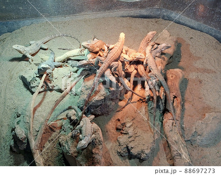 キューバイワイグアナ 88697273