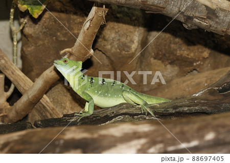 グリーンバシリスク 88697405