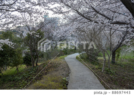風景 麗水市 景色 88697443