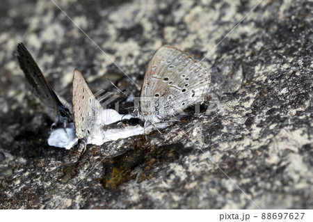 スギタニルリシジミ スギタニルリシジミ 88697627