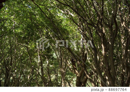 風景 国立公園 韓国 88697764