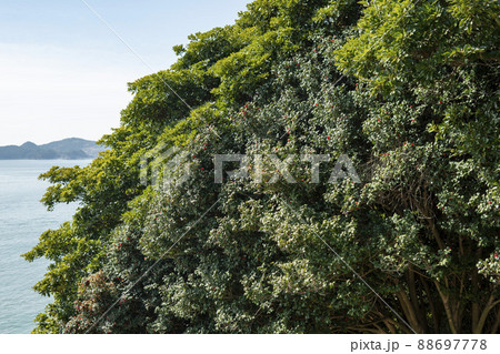 梧桐島 麗水市 椿 88697778