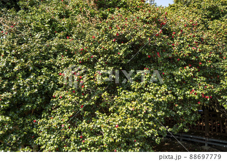 椿 国立公園 韓国 88697779