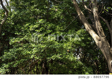 風景 国立公園 韓国 88697796