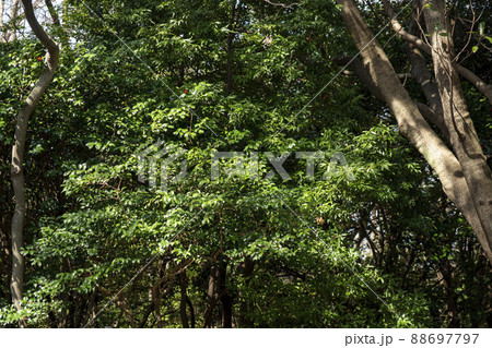 風景 国立公園 韓国 88697797