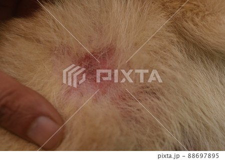 犬（柴犬）の皮膚病 88697895