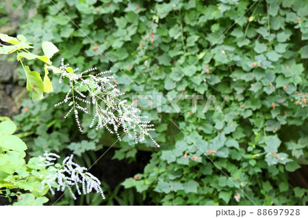 フブキバナの花 88697928