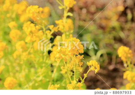 菜の花 88697933