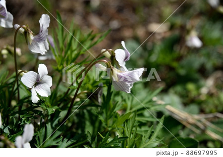 ヒゴスミレの花 ヒゴスミレの花 88697995