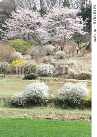 2021日本で一番幸せな町に選ばれた埼玉県鳩山町泉井地区の麓に咲く満開の桜と畑の風景 88698395