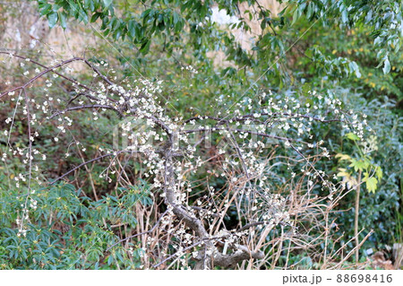 梅の花　玉咢枝垂 88698416