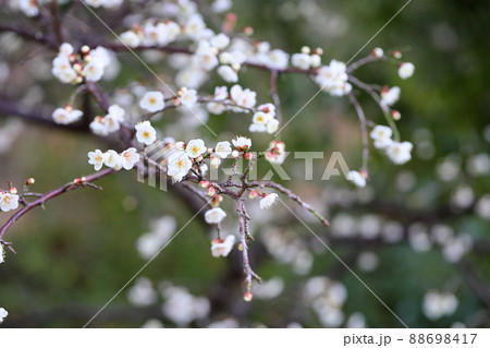 梅の花　玉咢枝垂 88698417