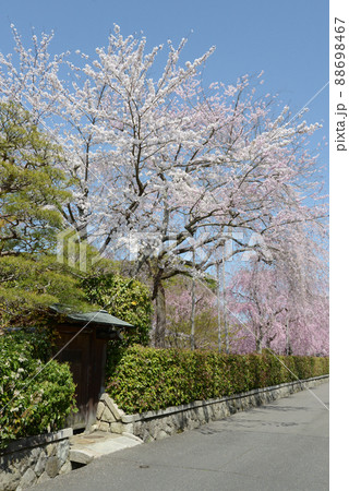 春の南禅寺 南禅寺界隈の桜 京都市左京区 春の南禅寺 南禅寺界隈の桜 京都市左京区 88698467
