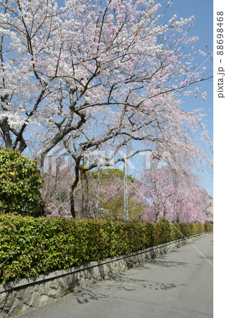 春の南禅寺　南禅寺界隈の桜　京都市左京区 88698468