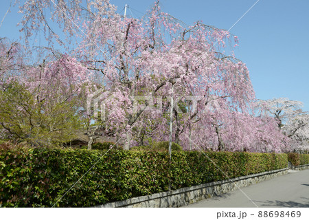 春の南禅寺　南禅寺界隈の桜　京都市左京区 88698469