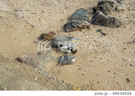 岩 石 グー 88698688