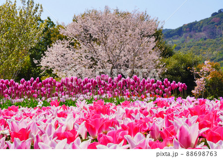 【国営明石海峡公園】 兵庫県淡路市夢舞台 【国営明石海峡公園】 兵庫県淡路市夢舞台 88698763