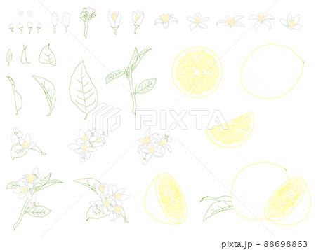 レモンの実と花の線画セット(カラー) レモンの実と花の線画セット(カラー) 88698863