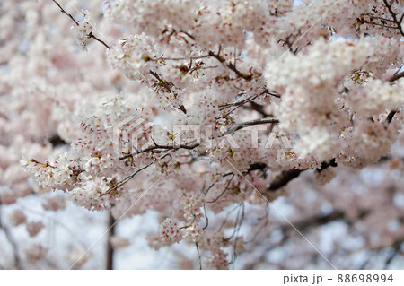 京都府・六孫王神社の桜 京都府・六孫王神社の桜 88698994
