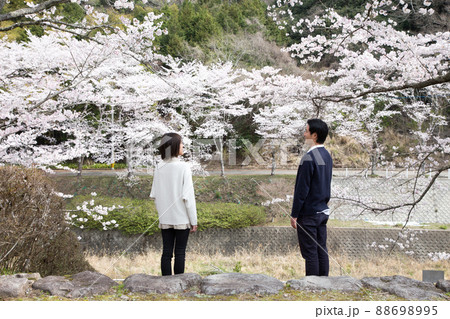 渓石園の満開の桜を眺める 88698995
