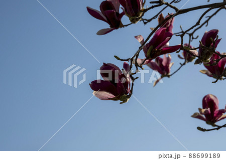 花 空 植物 88699189